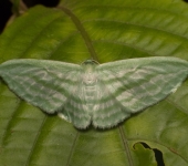 Dyspteris sp. (Lepidoptera, Geometridae, Larentiinae, Dyspteridini). Fotografía: Sebastián Berrío