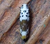 Ethmia sp. Ethmia sp. (Lepidoptera, Depressariidae, Ethmiinae). Fotografía: Sebastián Berrío