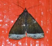 Coremagnatha orionalis (Polilla de margen plateado) - Erebidae, Herminiinae