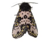 Xanthopastis sp. (Lepidoptera, Noctuidae, Noctuinae, Glottulini). Fotografía: Sebastián Berrío