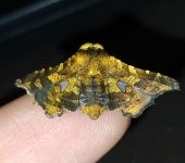 Dysodia sp. 2 (Lepidoptera, Thyrididae, Thyridinae). Fotografía: Sebastián Berrío