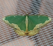 Oospila venezuelata (Lepidoptera, Geometridae, Geometrinae, Lophochoristini). Fotografía: Sebastián Berrío