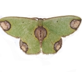 Oospila sp. 1 (Lepidoptera, Geometridae, Geometrinae, Lophochoristini). Fotografía: Sebastián Berrío