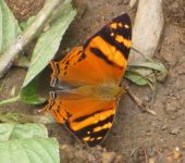 Hypanartia lethe Hypanartia lethe / Mariposa mapeada naranja / Orange Mapwing (Lepidoptera, Nymphalidae, Nymphalinae, Nymphalini). Fotografía: Sebastián Berrío