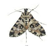 Conchylodes sp. (Lepidoptera, Crambidae, Spilomelinae, Udeini). Fotografía: Sebastián Berrío