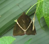 Telchin atymnius (Lepidoptera, Castniidae, Castniinae, Castniini). Fotografía: Sebastián Berrío