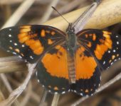 Chlosyne lacinia Chlosyne lacinia / Mariposa de parche bordeado / Bordered Patch (Lepidoptera, Nymphalidae, Nymphalinae, Melitaeini). Fotografía: Sebastián Berrío