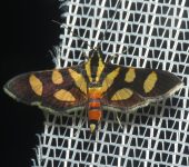 Syngamia florella / Polilla de manchas anaranjadas / Red-waisted Florella Moth (Lepidoptera, Crambidae, Spilomelinae, Nomophilini). Fotografía: Sebastián Berrío