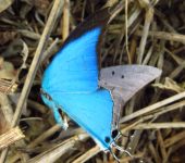 Pseudolycaena marsyas Pseudolycaena marsyas / Mariposa cian / Cyan Greatstreak (Lepidoptera, Lycaenidae, Theclinae, Eumaeini). Fotografía: Sebastián Berrío