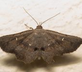Renodes curviluna (Erebidae, Eulepidotinae, Panopodini) - Bioexploradores
