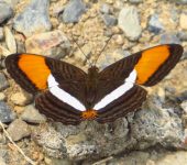 Adelpha cytherea Adelpha cytherea / Smooth-banded Sister (Lepidoptera, Nymphalidae, Limenitidinae, Limenitidini). Fotografía: Sebastián Berrío