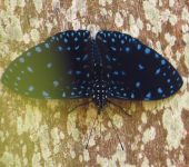 Hamadryas laodamia Hamadryas laodamia / Tronadora azul / Starry Cracker (Lepidoptera, Nymphalidae, Biblidinae, Ageroniini). Fotografía: Sebastián Berrío