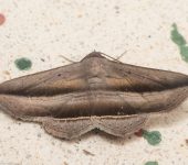 Lesmone duplicans (Lepidoptera, Erebidae, Erebinae) - Bioexploradores