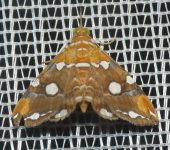 Eulepidotis guttata (Lepidoptera, Erebidae, Eulepidotinae, Eulepidotini). Fotografía: Sebastián Berrío