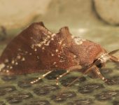 Hemiceras sp. 5 (Lepidoptera, Notodontidae, Hemiceratinae). Fotografía: Sebastián Berrío