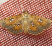 Cacographis sp. (Lepidoptera, Crambidae, Midilinae, Midilini). Fotografía: Sebastián Berrío