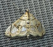 Conchylodes graphialis (Lepidoptera, Crambidae, Spilomelinae, Udeini). Fotografía: Sebastián Berrío