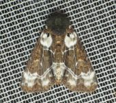 Cropia cedica (Lepidoptera, Noctuidae, Amphipyrinae, Psaphidini). Fotografía: Sebastián Berrío