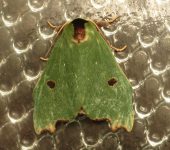 Rosema deolis (Lepidoptera, Notodontidae, Phalerinae). Fotografía: Sebastián Berrío