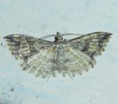 Alucita sp. 1 Alucita sp. 1 (Lepidoptera, Alucitidae). Fotografía: Sebastián Berrío