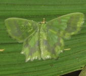 Cathydata batina (Lepidoptera, Geometridae, Geometrinae, Nemoriini). Fotografía: Sebastián Berrío