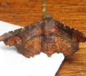 Dysodia sp. 3 (Lepidoptera, Thyrididae, Thyridinae). Fotografía: Sebastián Berrío
