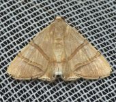 Eulepidotis sp. 6 (Lepidoptera, Erebidae, Eulepidotinae, Eulepidotini). Fotografía: Sebastián Berrío