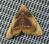 Eulepidotis sp. 4 (Lepidoptera, Erebidae, Eulepidotinae, Eulepidotini). Fotografía: Sebastián Berrío