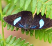 Diaethria sp. 1 Diaethria sp. 1 (Lepidoptera, Nymphalidae, Biblidinae, Callicorini). Fotografía: Sebastián Berrío
