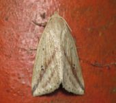 Amolita sp. (Lepidoptera, Erebidae, Erebinae, Ophiusini). Fotografía: Sebastián Berrío