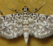 Metoeca sp. (Lepidoptera, Crambidae, Spilomelinae). Fotografía: Sebastián Berrío