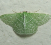 Synchlora sp. 1 (Lepidoptera, Geometridae, Geometrinae, Synchlorini). Fotografía: Sebastián Berrío