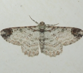 Iridopsis oberthuri (Lepidoptera, Geometridae, Ennominae, Boarmiini). Fotografía: Sebastián Berrío