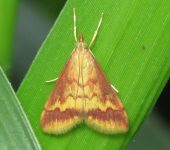 Pyrausta sp. 2 (Lepidoptera, Crambidae, Pyraustinae, Pyraustini). Fotografía: Sebastián Berrío