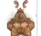 Sosxetra grata (Lepidoptera, Noctuidae, Dyopsinae). Fotografía: Sebastián Berrío