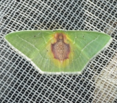 Nemoria astraea (Lepidoptera, Geometridae, Geometrinae, Nemoriini). Fotografía: Sebastián Berrío
