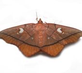 Midila soror (Lepidoptera, Crambidae, Midilinae, Midilini). Fotografía: Sebastián Berrío