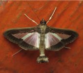 Diaphania sp. (Lepidoptera, Crambidae, Spilomelinae, Margaroniini). Fotografía: Sebastián Berrío