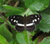 Janatella fellula Janatella fellula (Lepidoptera, Nymphalidae, Nymphalinae, Melitaeini). Fotografía: Sebastián Berrío