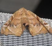 Pero sp. 3 (Lepidoptera, Geometridae, Ennominae, Azelinini). Fotografía: Sebastián Berrío