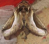 Rhuda focula (Lepidoptera, Notodontidae, Heterocampinae). Fotografía: Sebastián Berrío