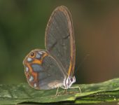 Pseudohaetera hypaesia Pseudohaetera hypaesia / Mariposa fantasma de bandas naranjas / Orange-banded Phantom-satyr (Lepidoptera, Nymphalidae, Satyrinae, Haeterini). Fotografía: Sebastián Berrío