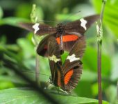 Heliconius clysonymus Heliconius clysonymus / Heliconia de montaña / Montane Longwing (Lepidoptera, Nymphalidae, Heliconiinae, Heliconiini). Fotografía: Sebastián Berrío