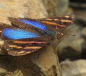 Epiphile iblis Epiphile iblis / Mariposa estandarte plutón / Iblis Banner (Lepidoptera, Nymphalidae, Biblidinae, Epiphelini). Fotografía: Sebastián Berrío