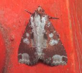 Condica imitata (Lepidoptera, Noctuidae, Condicinae, Condicini). Fotografía: Sebastián Berrío