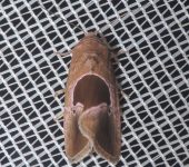 Elaphria deltoides (Lepidoptera, Noctuidae, Noctuinae, Elaphriini). Fotografía: Sebastián Berrío