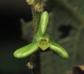 Gouania sp. 1 (Rosales, Rhamnaceae) - Bioexploradores