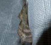 Hampsoniella sp. Hampsoniella sp. (Lepidoptera, Hepialidae)