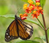 Danaus plexippus Danaus plexippus / Mariposa monarca / Monarch Butterfly (Lepidoptera, Nymphalidae, Danainae, Danaini). Fotografía: Sebastián Berrío