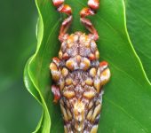 Phobetron hipparchia / Southern Monkey Slug (Lepidoptera, Limacodidae, Limacodinae). Fotografía: Sebastián Berrío
